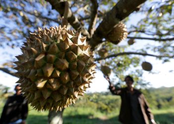 Petani merawat buah durian montong siap panen yang dibudidayakan di Desa Negeri Antara, Kecamatan Pintu Rime, Bener Meriah, Aceh, Selasa (12/2/2019). Durian montong yang juga dikenal dengan sebutan durian Thailand itu dijual Rp40.000 per kilogram atau Rp100.000 hingga Rp150.000 per buah. ANTARA FOTO/Irwansyah Putra/foc.