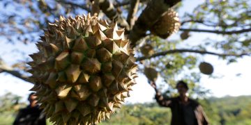 Petani merawat buah durian montong siap panen yang dibudidayakan di Desa Negeri Antara, Kecamatan Pintu Rime, Bener Meriah, Aceh, Selasa (12/2/2019). Durian montong yang juga dikenal dengan sebutan durian Thailand itu dijual Rp40.000 per kilogram atau Rp100.000 hingga Rp150.000 per buah. ANTARA FOTO/Irwansyah Putra/foc.