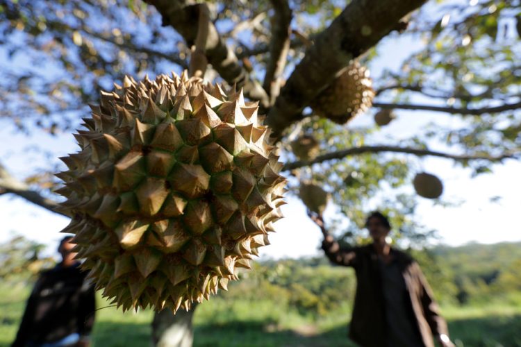 Petani merawat buah durian montong siap panen yang dibudidayakan di Desa Negeri Antara, Kecamatan Pintu Rime, Bener Meriah, Aceh, Selasa (12/2/2019). Durian montong yang juga dikenal dengan sebutan durian Thailand itu dijual Rp40.000 per kilogram atau Rp100.000 hingga Rp150.000 per buah. ANTARA FOTO/Irwansyah Putra/foc.