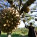 Petani merawat buah durian montong siap panen yang dibudidayakan di Desa Negeri Antara, Kecamatan Pintu Rime, Bener Meriah, Aceh, Selasa (12/2/2019). Durian montong yang juga dikenal dengan sebutan durian Thailand itu dijual Rp40.000 per kilogram atau Rp100.000 hingga Rp150.000 per buah. ANTARA FOTO/Irwansyah Putra/foc.
